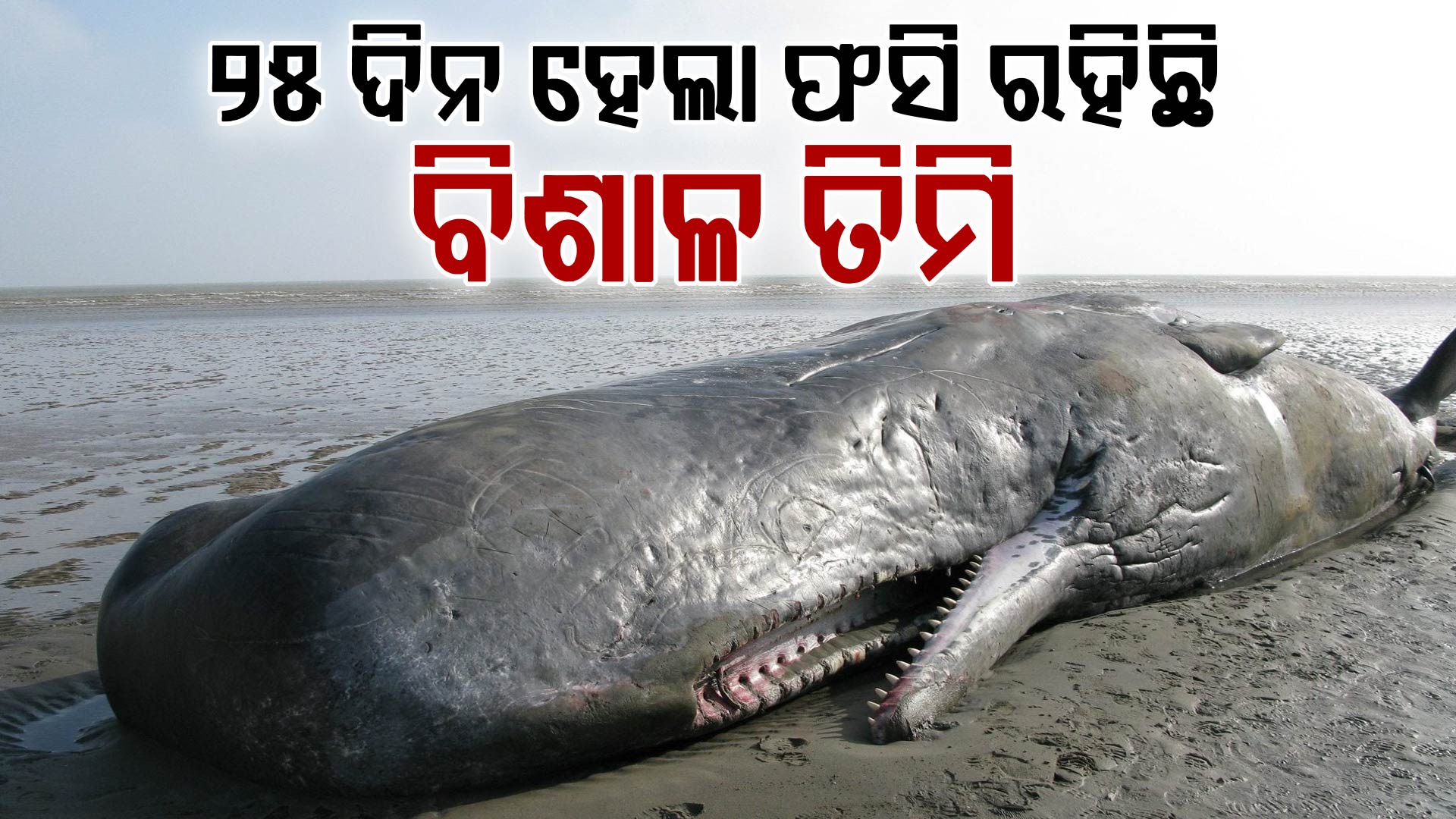 ସମୁଦ୍ର କୂଳରେ ଫସିଛି ତିମି, ୨୫ ଦିନ ହେଲା ତିମିକୁ ବଞ୍ଚାଇବାକୁ ଚାଲିଛି ପ୍ରୟାସ