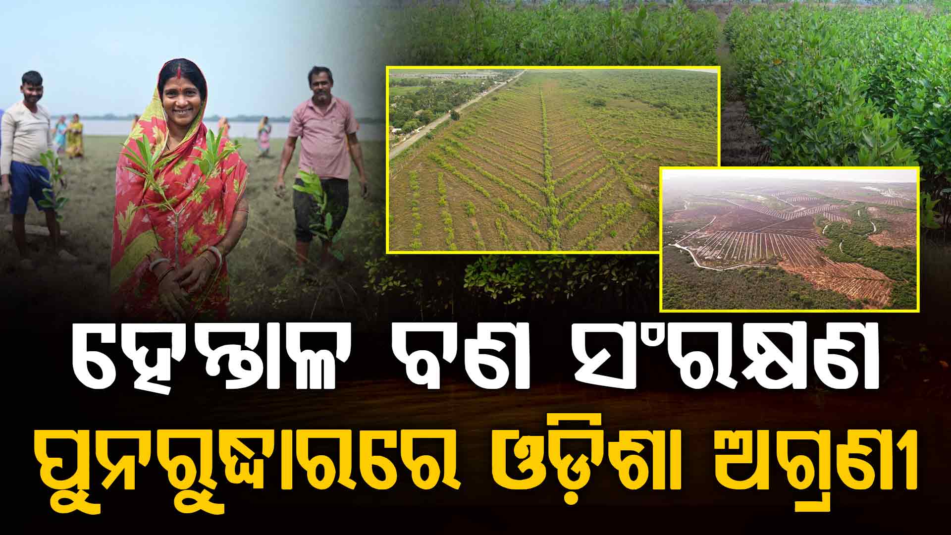 ଓଡ଼ିଶାରେ ହେନ୍ତାଳ ବଣ ମାତ୍ରା ୧୬.୬% ବୃଦ୍ଧି; କରୁଛି ଉପକୂଳ ସୁରକ୍ଷା