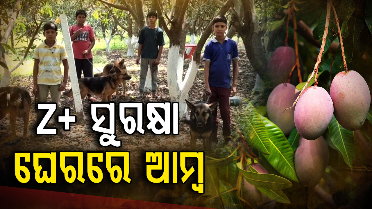 ଆମ୍ବକୁ ଜଗିଛନ୍ତି ୨୦ ହିଂସ୍ର କୁକୁର, କ୍ୟାମେରା; ଲୋକେ ହେଉଛନ୍ତି ଆଶ୍ଚର୍ଯ୍ୟ