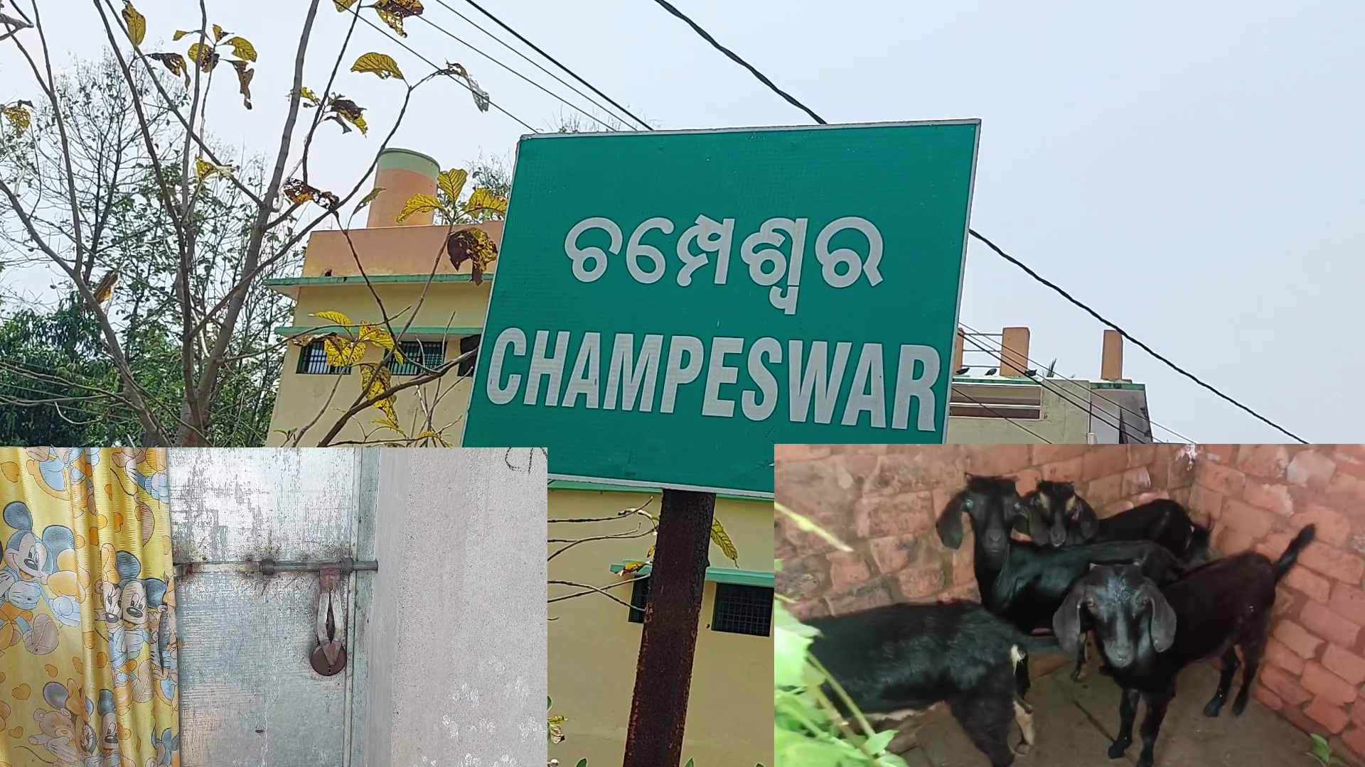 16 Goats Disappear Mysteriously at 3am in Cuttack's Champeswar Village, Probe Launched