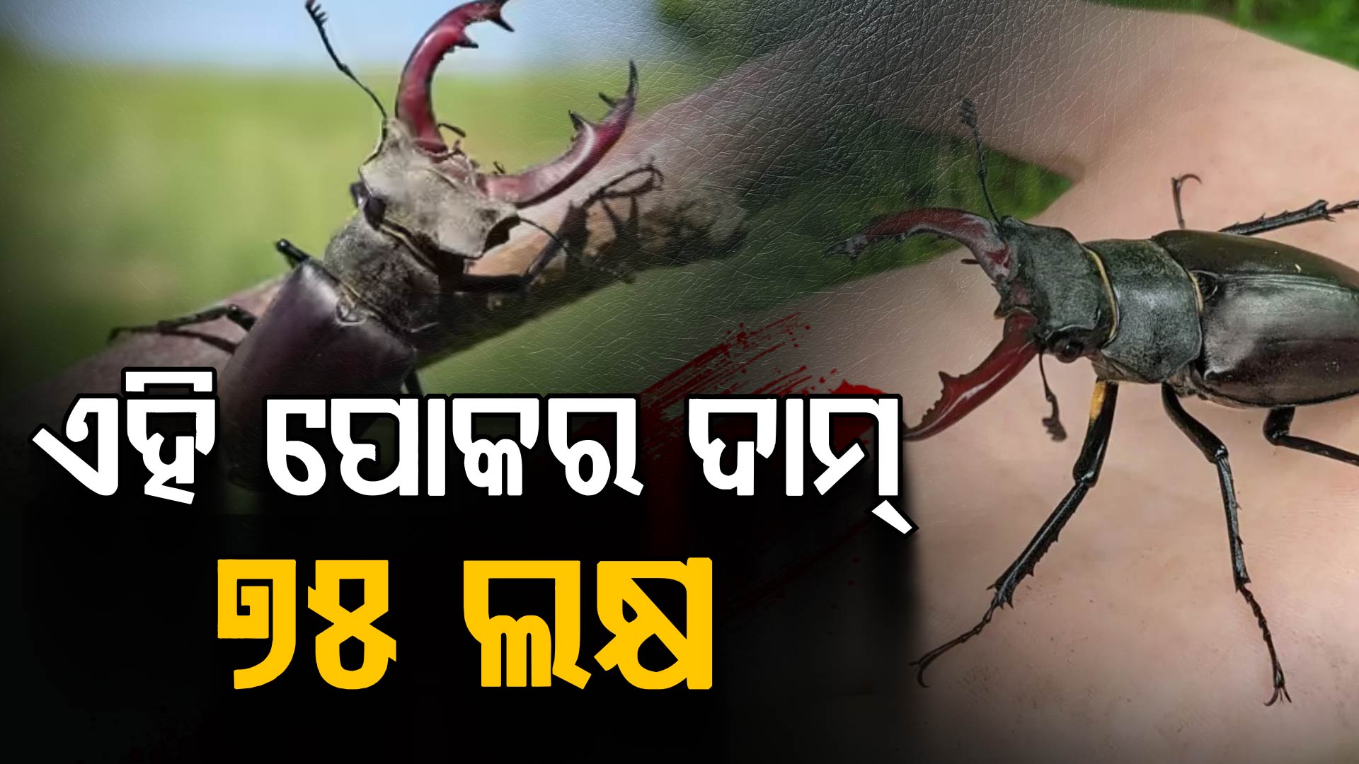 ଦୁନିଆର ସବୁଠୁ ମହଙ୍ଗା କୀଟ, ଆପଣଙ୍କ ଘରେ ଥିଲେ ଆପଣ ବି ହୋଇଯିବେ କୋଟିପତି  