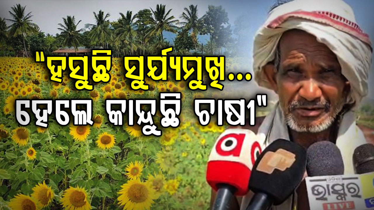 ଧାନ ଛାଡି ସୁର୍ଯ୍ୟମୁଖି ଚାଷ ମୁହାଁ ବରଗଡ ଚାଷୀ… କିନ୍ତୁ ପାଣି ଅଭାବରୁ ଭାଙ୍ଗୁଛି ଆଶା!