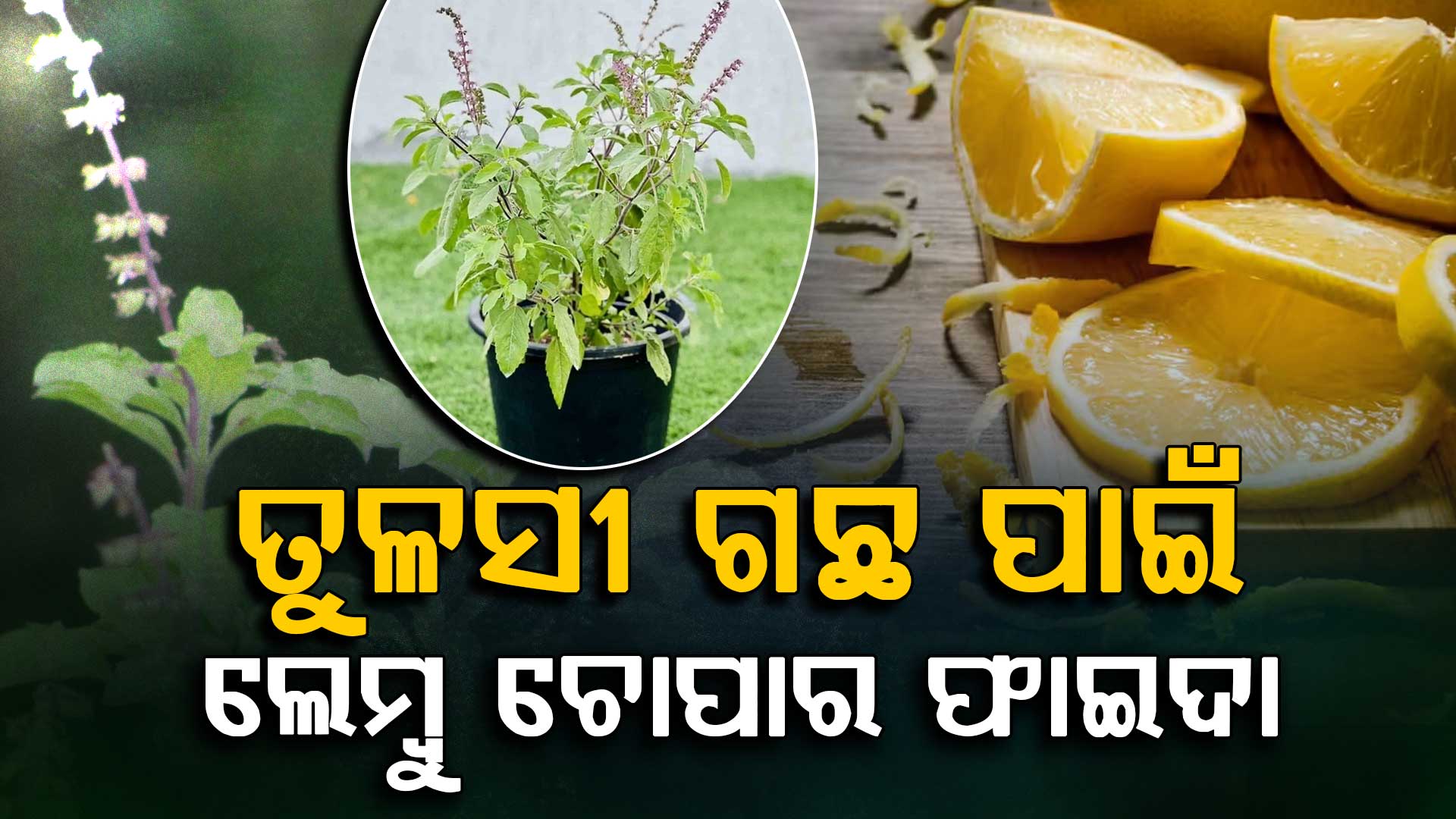 ଶୁଖିଯାଉଥିବା ତୁଳସୀ ଗଛକୁ ବଞ୍ଚାଇବ ଲେମ୍ବୁ ଚୋପା ଜାଣନ୍ତୁ କିପରି...