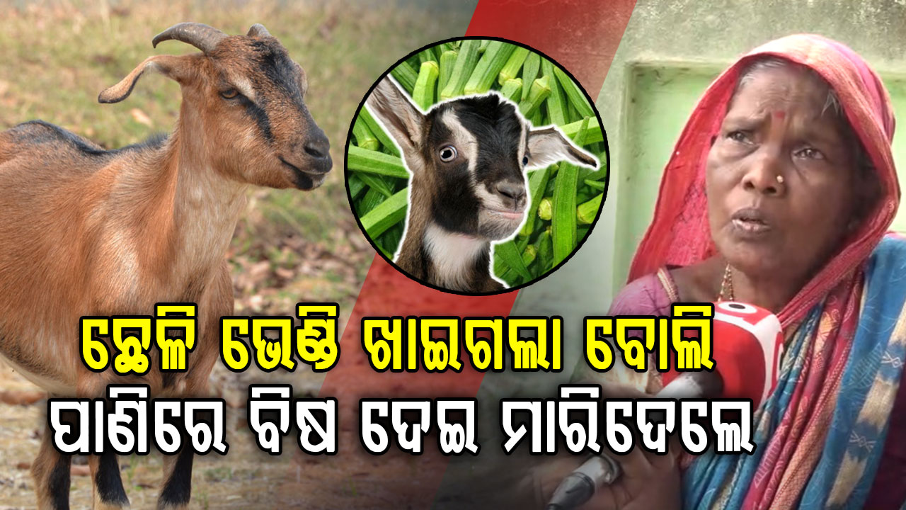 ଭେଣ୍ଡି ଖାଇଗଲା ଛେଳି: ବିଷ ପାଣି ପିଇ ୧୦ ମୃତ