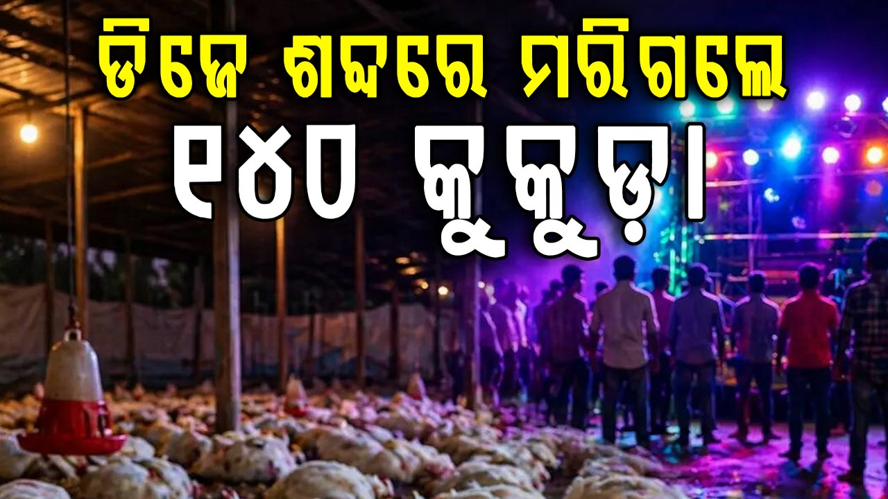 ବାହାଘରରେ ଡିଜେ ବାଜୁଥିବା ବେଳେ  ମରିଗଲେ ୧୪୦ କୁକୁଡ଼ା 