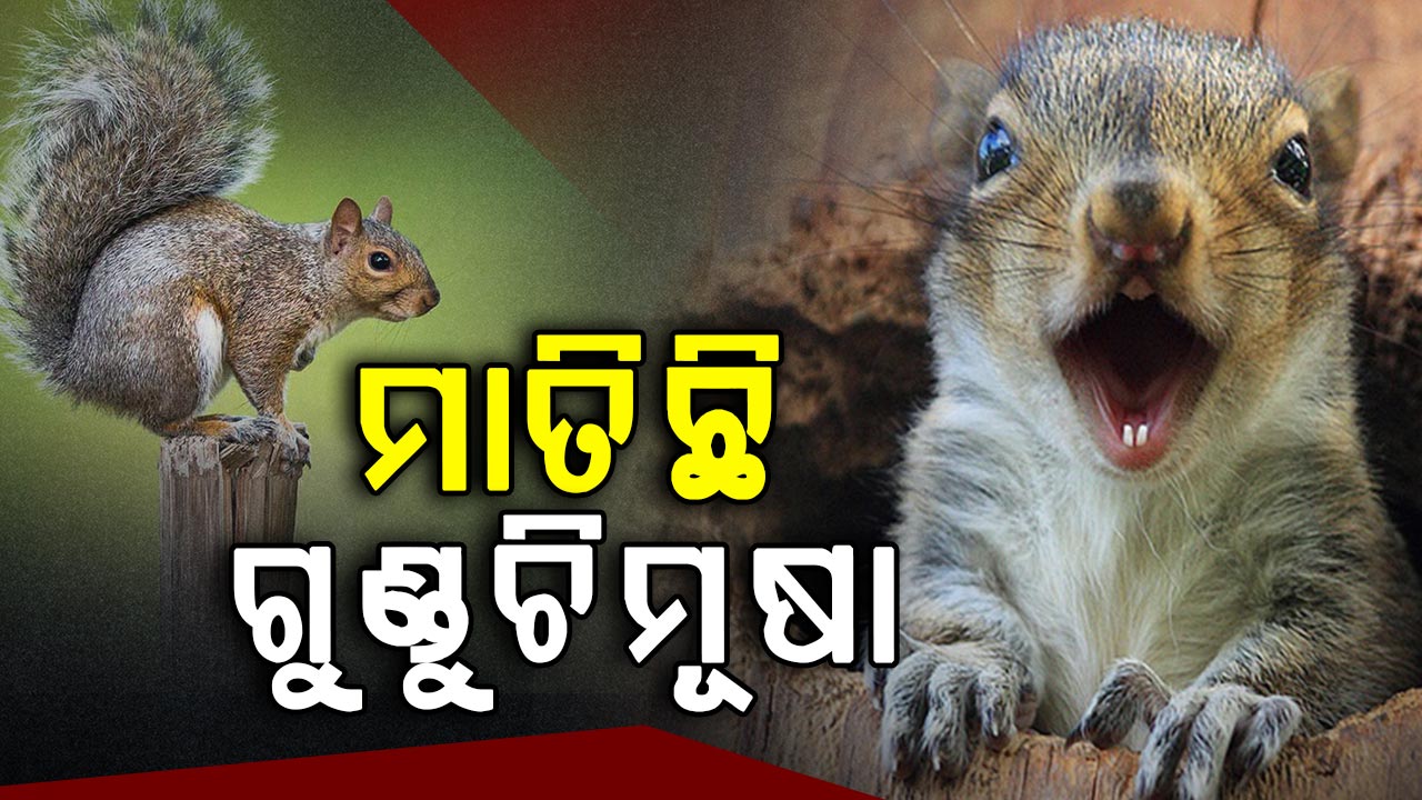 ଯାହାକୁ ଦେଖୁଛି ତାକୁ କାମୁଡୁଛି ଗୁଣ୍ଡୁଚିମୂଷା; ଆହତ ହେଲେଣି ୧୮ ଜଣ