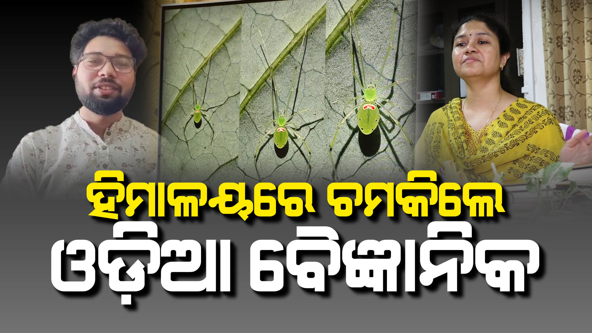 ବିଜ୍ଞାନ ଜଗତକୁ ଓଡ଼ିଶାର ଭେଟି; ୧୨୫ ବର୍ଷ ପରେ ଠାବ ହେଲା ବିଶ୍ୱର ବିରଳ ପ୍ରଜାତିର ବୁଢ଼ିଆଣୀ