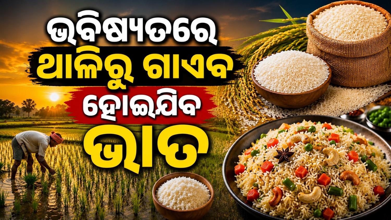 ଭବିଷ୍ୟତରେ ଭାରତରେ ମହଙ୍ଗା ହୋଇଯିବ ଭାତ! ଚିନ୍ତା ବଢାଇଲା ବୈଜ୍ଞାନିକଙ୍କ ଚେତାବନୀ 