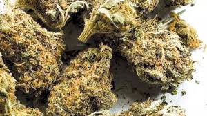 Delivery Vehicle Crash Leads To 40 Kg Ganja Haul On NH-16 In Odisha's Balasore District