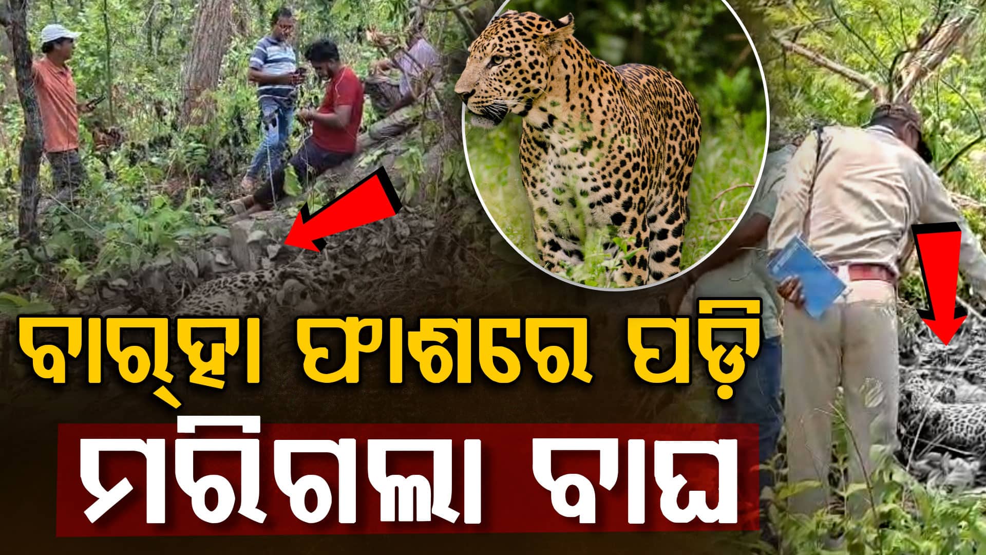 ଶିକାରୀଙ୍କ ଫାଶରେ ପଡ଼ି ଛଟପଟ ହୋଇ ମଲା କଲରାପତରିଆ ବାଘ