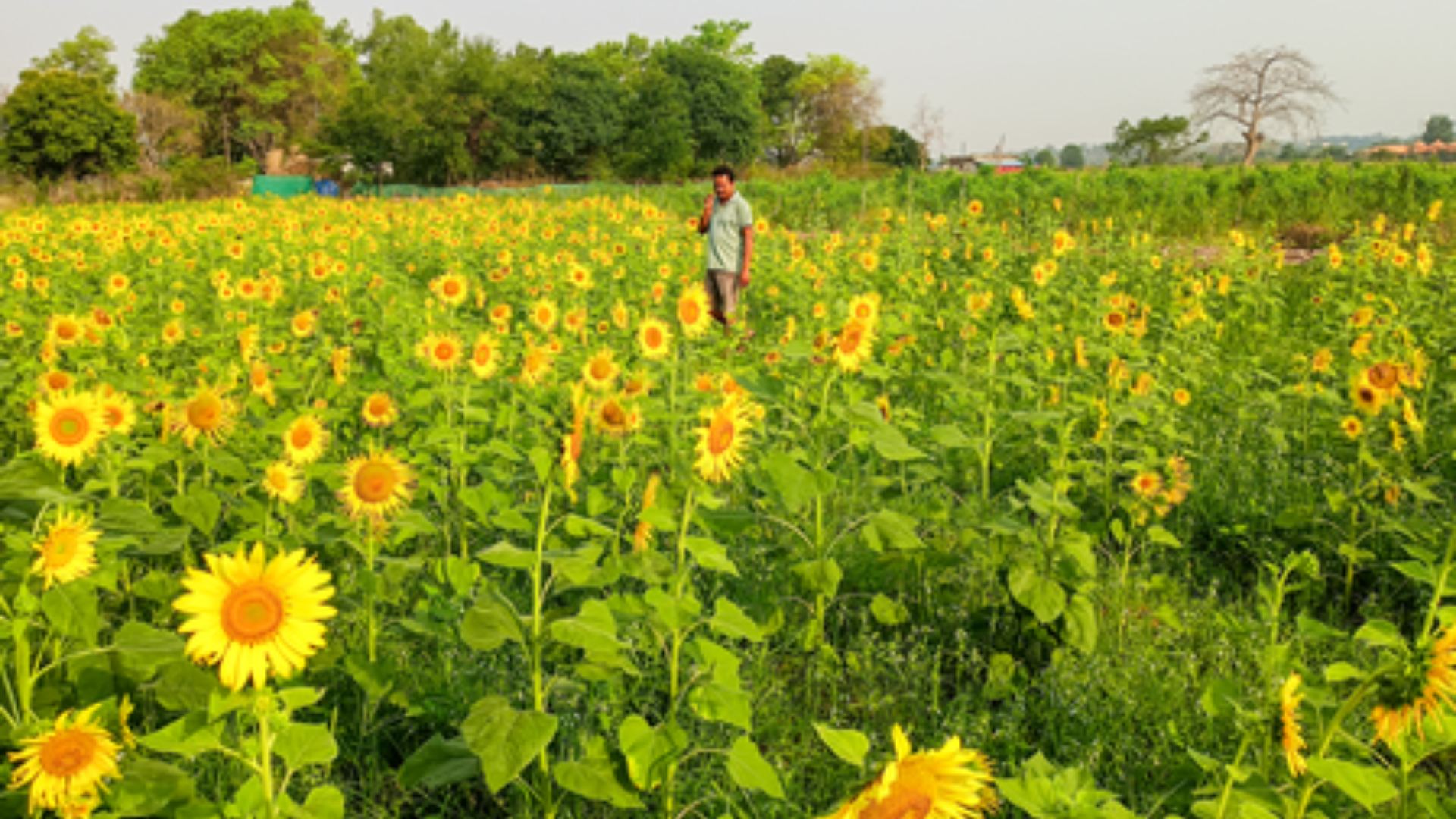 Cabinet Approves MSP Hike for 14 Kharif Crops