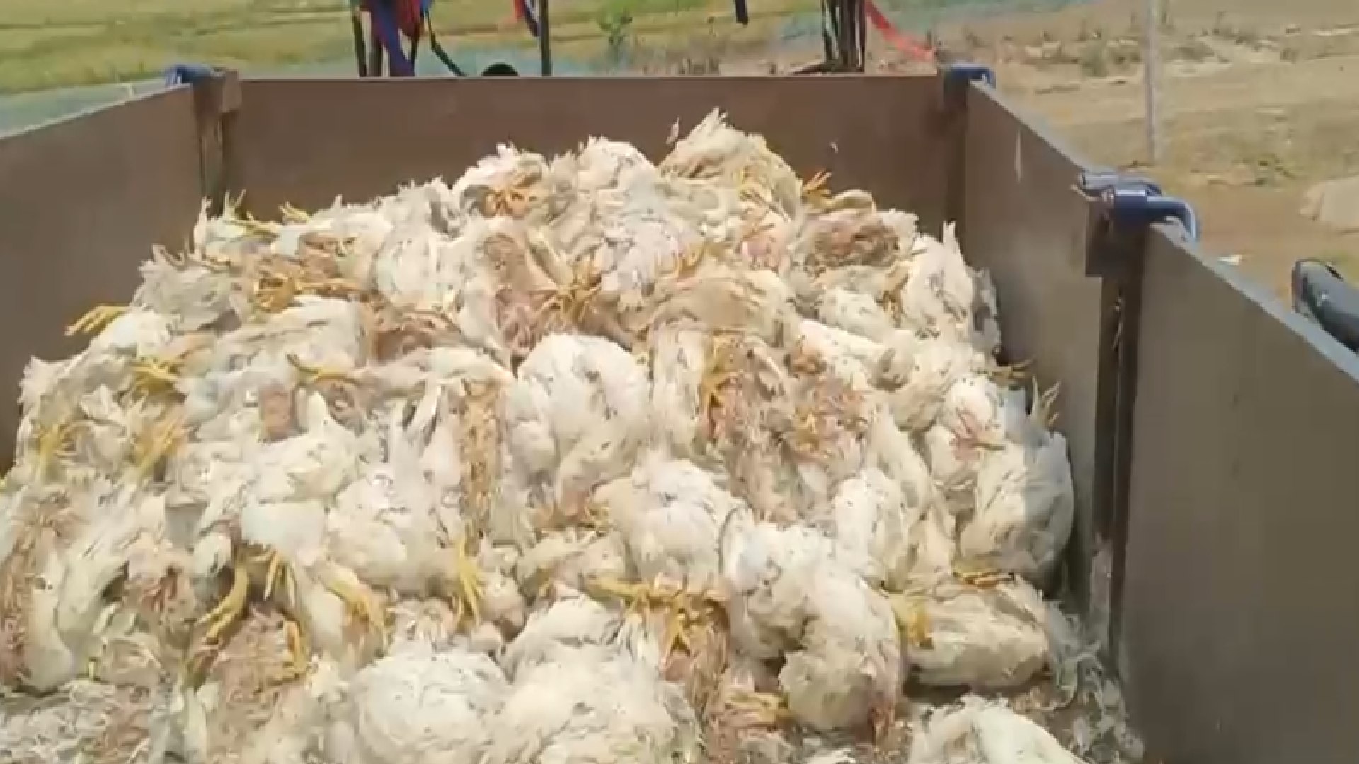 Odisha Poultry Farmer Alleges Over 5,300 Chickens Died As Generator Couldn’t Run Due To Diesel Unavailability