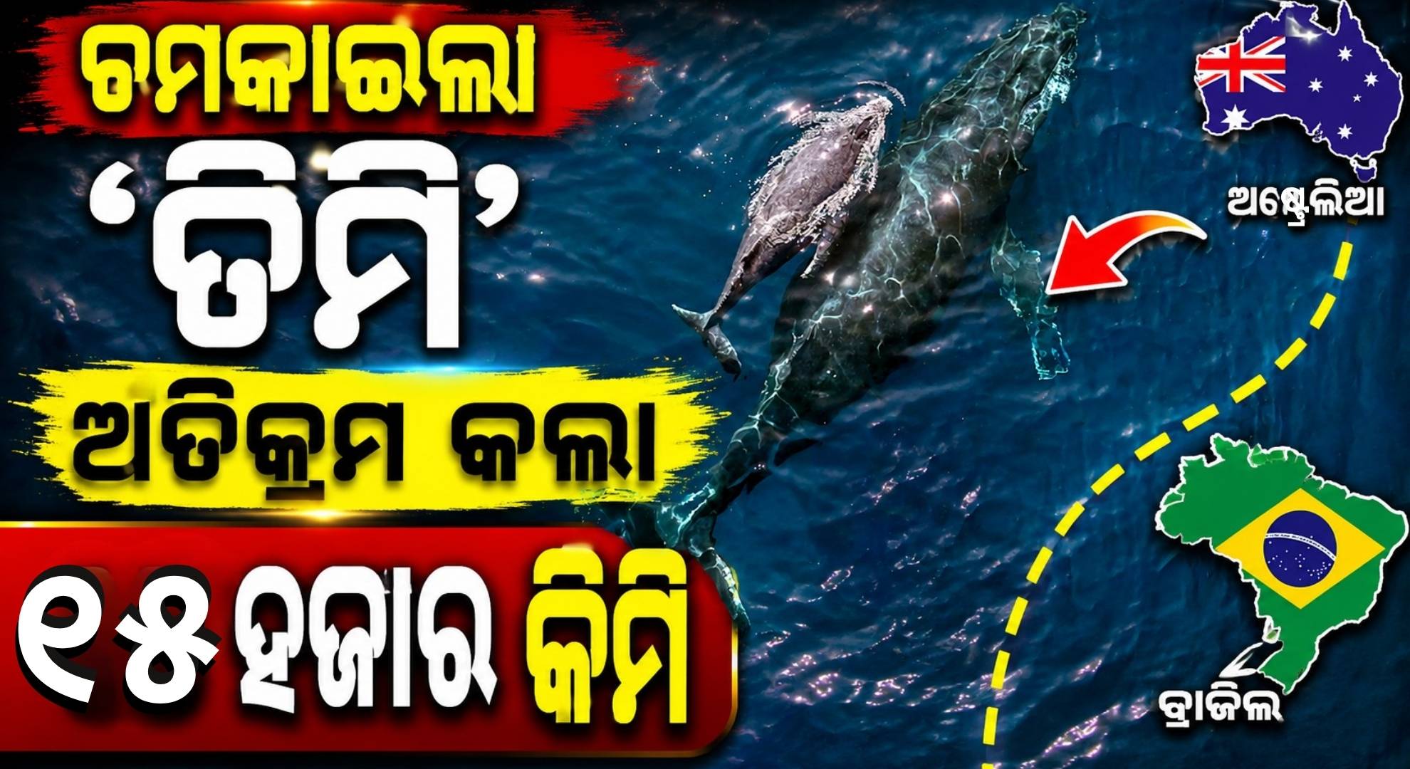 ଅଷ୍ଟ୍ରେଲିଆରୁ ବ୍ରାଜିଲ୍; ୨୨ ବର୍ଷରେ ତିମି ଅତିକ୍ରମ କଲା ୧୫ ହଜାର କିଲୋମିଟର, ସମସ୍ତେ ଚକିତ