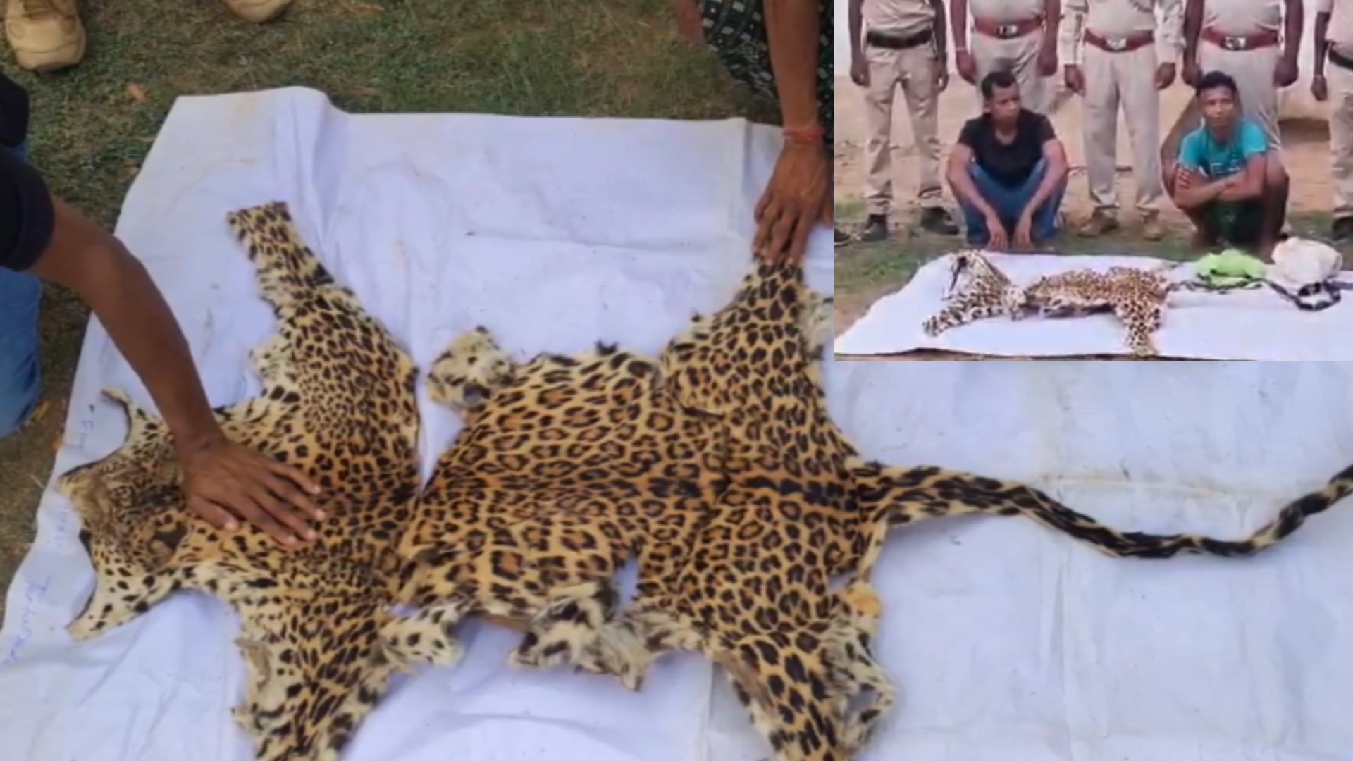Leopard Skin Seized In Nabarangpur, Two Alleged Wildlife Traffickers Arrested