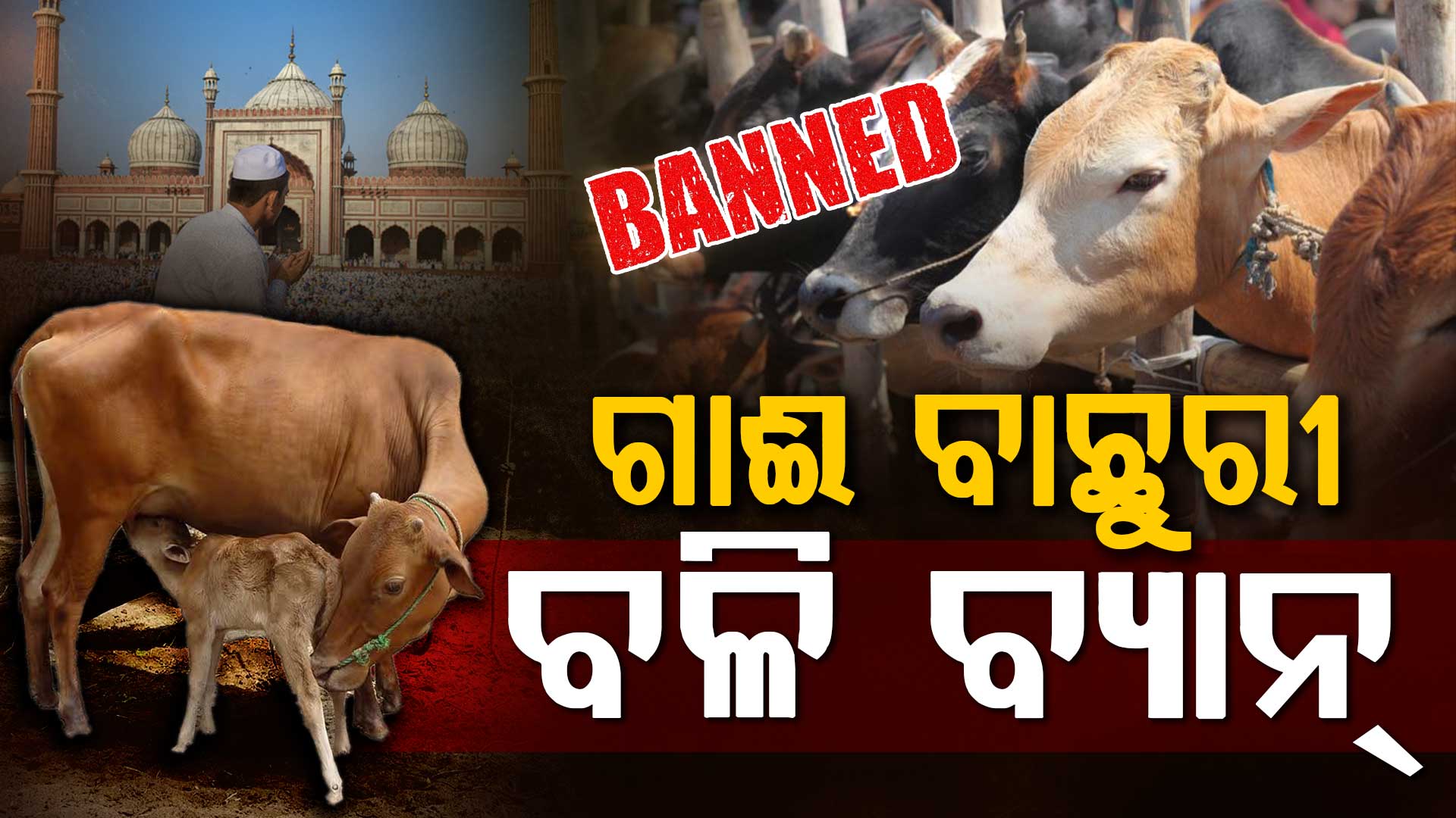 ବକ୍ରି ଇଦରେ ଗାଈ ବଳି ବ୍ୟାନ୍; ପୂଜନୀୟ ପଶୁ କହି ଏମିତି ରାୟ ଦେଲେ କୋର୍ଟ