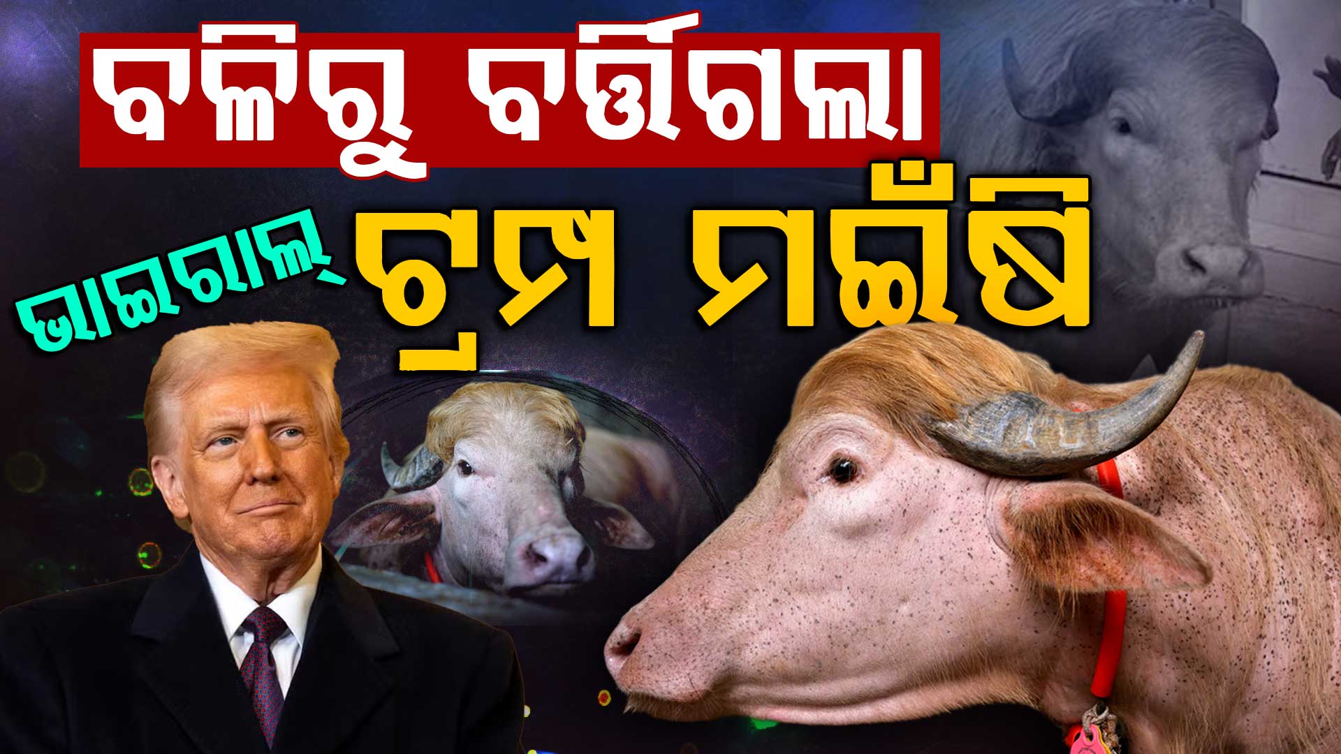 ଭାଇରାଲ୍ ପାଇଁ ବଞ୍ଚିଗଲା ଜୀବନ; ଏବେ Zoo ଯିବ ଟ୍ରମ୍ପ ମଇଁଷି