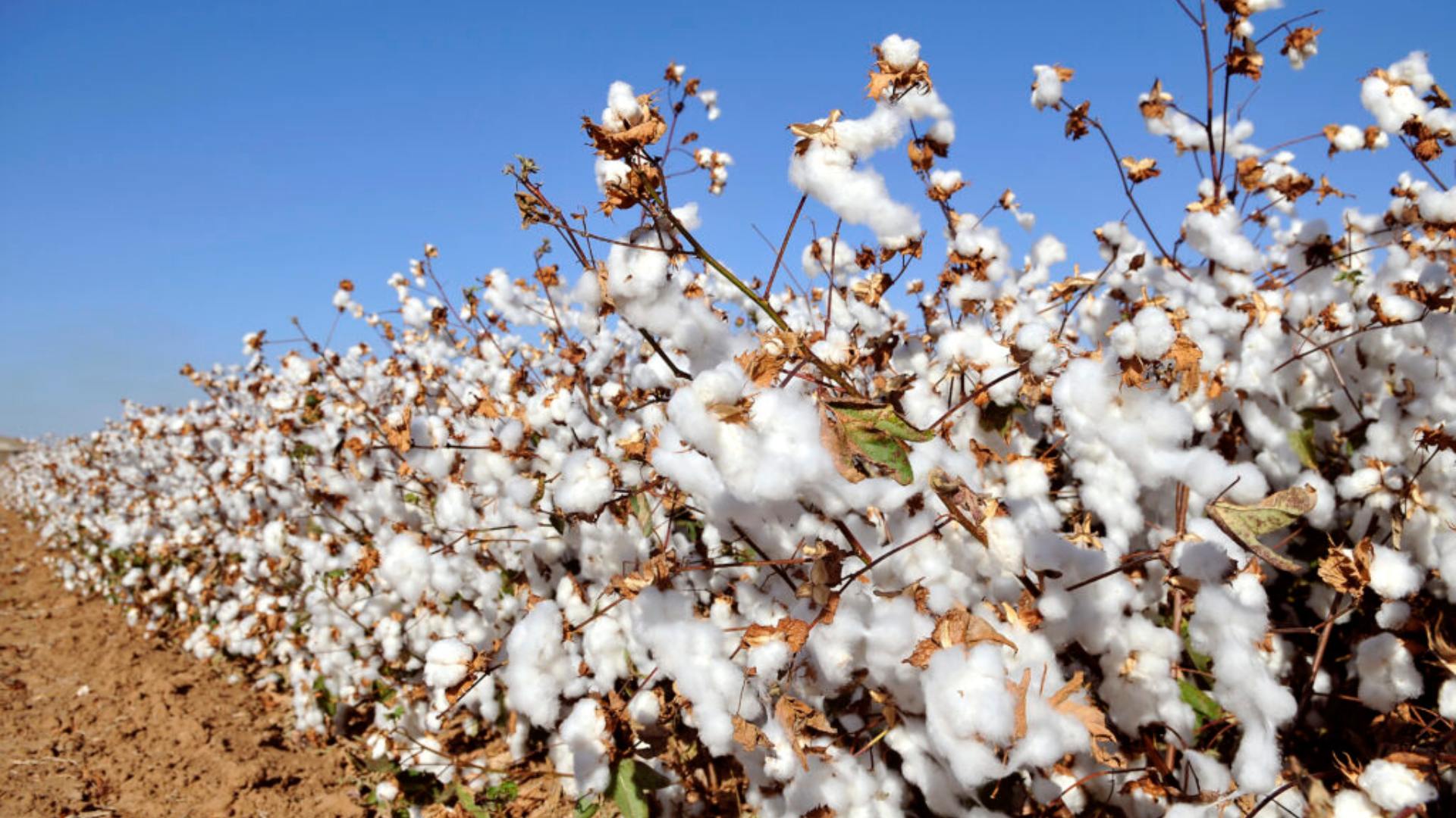 India Exempts Cotton Import Duties from June 1 till Oct 30