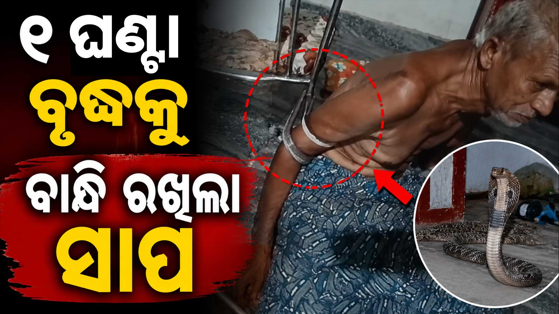 ବୃଦ୍ଧଙ୍କୁ ଗୁଡ଼େଇ ଗୁଡ଼େଇ ବାନ୍ଧି ପକାଇଲା ସାପ ଦେଖନ୍ତୁ ଭିଡ଼ିଓ...