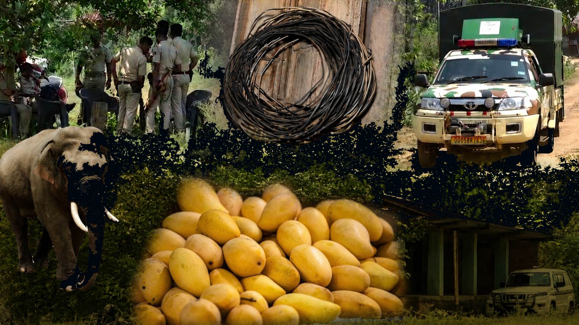 Elephant Killing in Dhenkanal Farmhouse Exposes Dark Secrets