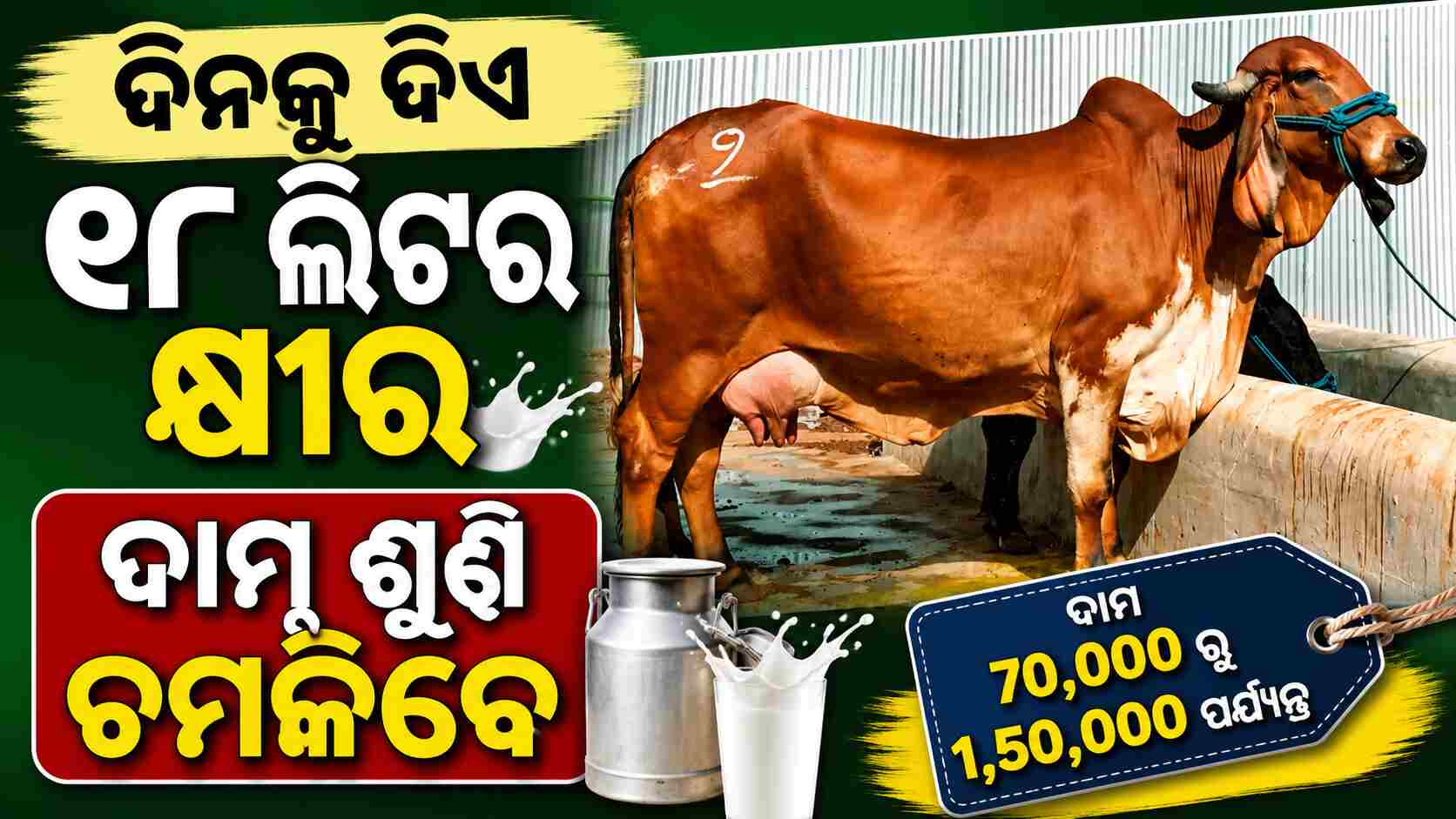 ରାଜସ୍ଥାନର ଏକ ଗିର୍ ଗାଈର ଦାମ୍ କେତେ ? ଏହା ପ୍ରତିଦିନ ୧୦ ରୁ ୧୮ ଲିଟର କ୍ଷୀର ଦିଏ