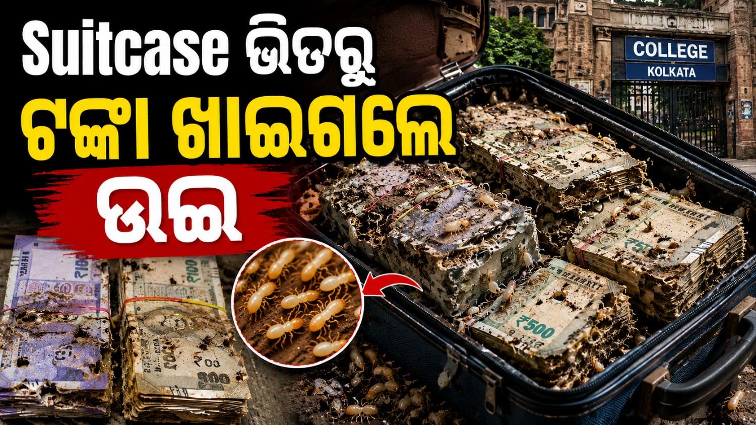 ଚର୍ଚ୍ଚାରେ ଉଇଙ୍କ କାରନାମା; ସୁଟକେଶ ଭିତରୁ ଖାଇଗଲେ ଟଙ୍କା  