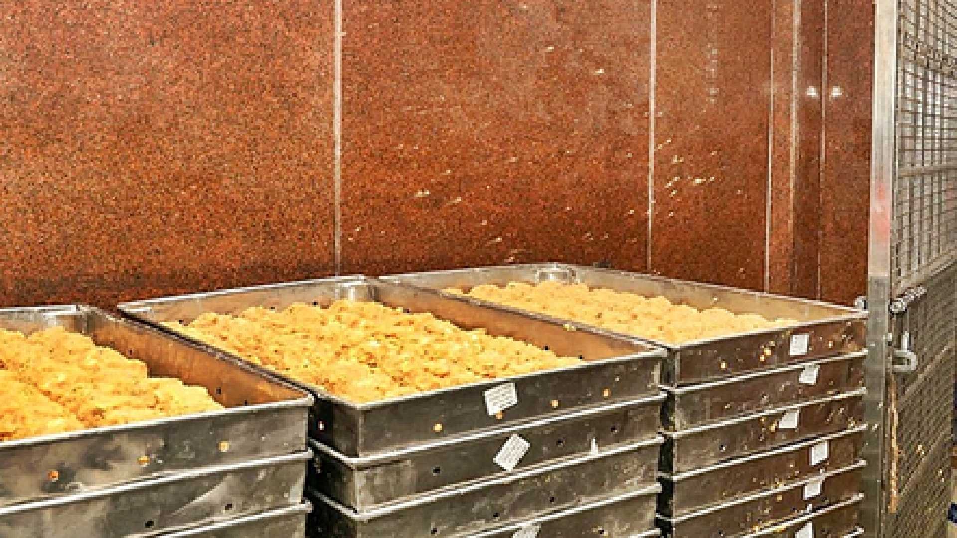 Tirumala ghee adulteration case: ED conducts searches at 15 locations across states