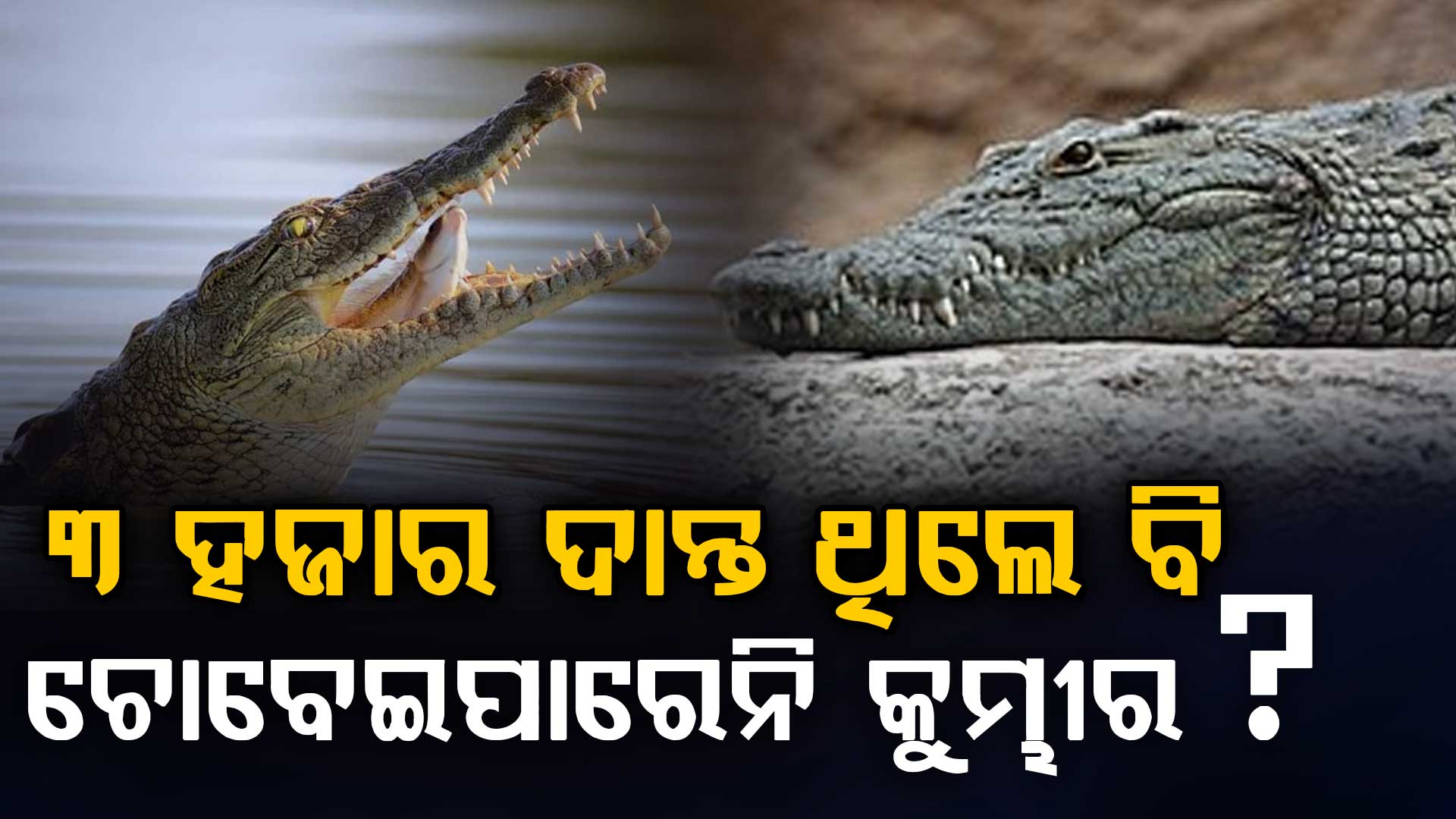 କୁମ୍ଭୀରର ରହସ୍ୟ କାହାଣୀ: ସବୁବେଳେ ଉଠୁଥାଏ କୁମ୍ଭୀରର ଦାନ୍ତ...