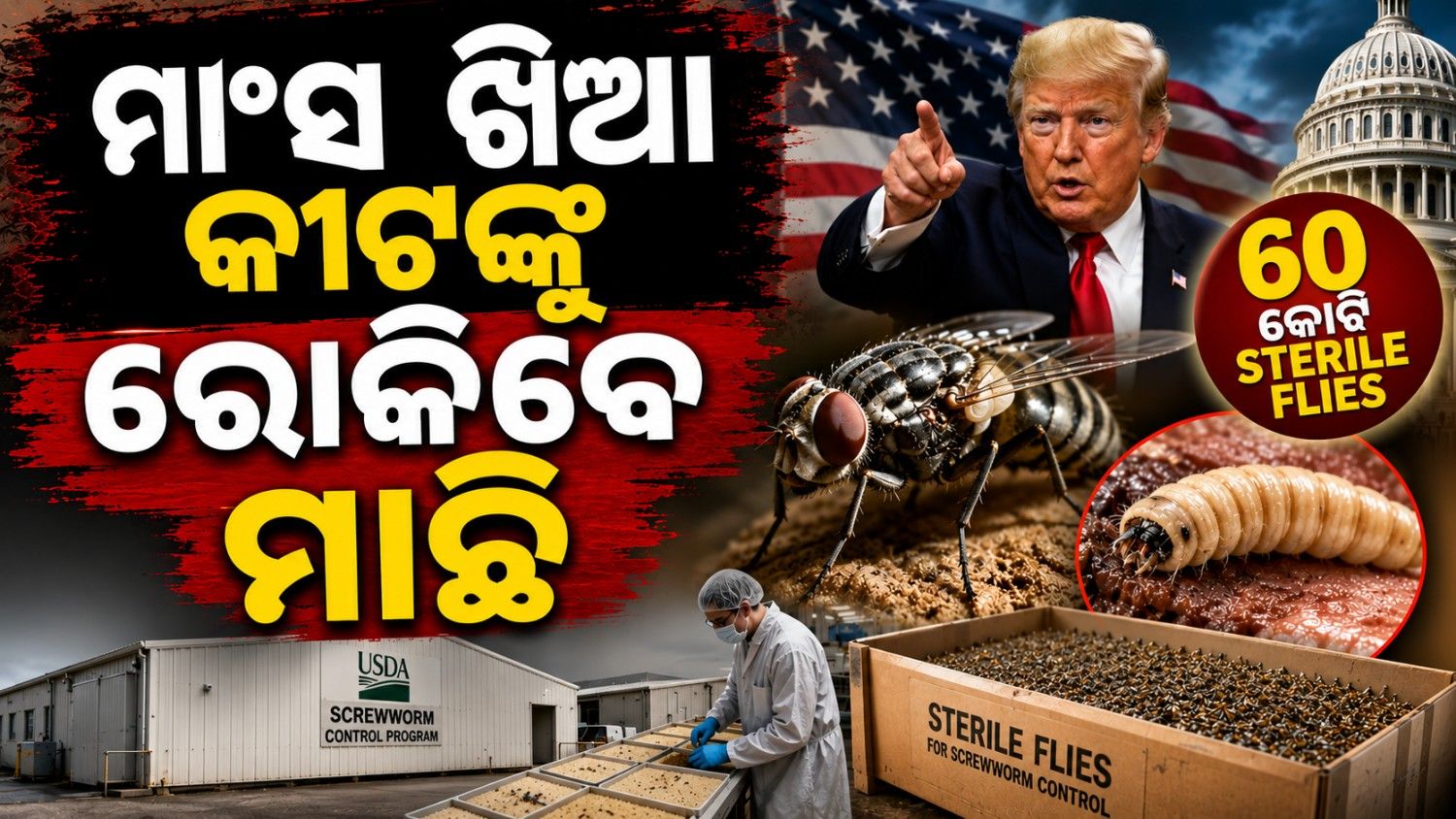 ୬୦ ବର୍ଷ ପରେ ପୁଣି ଫେରିଲା 'ସ୍କ୍ରୁୱର୍ମ' ଆତଙ୍କ; ମୁକାବିଲା ପାଇଁ ପ୍ରସ୍ତୁତ ୬୦ କୋଟି ମାଛି