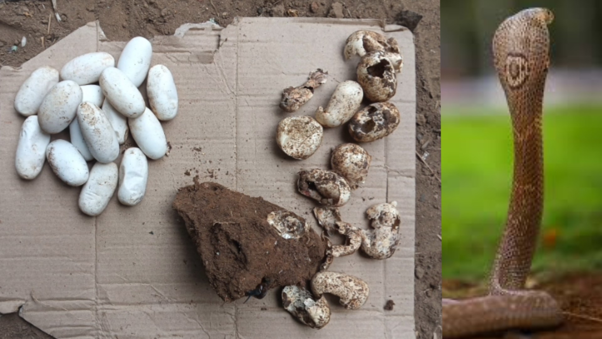 Workers Move Stones, Uncover Cobra Guarding 16 Eggs in Pipili