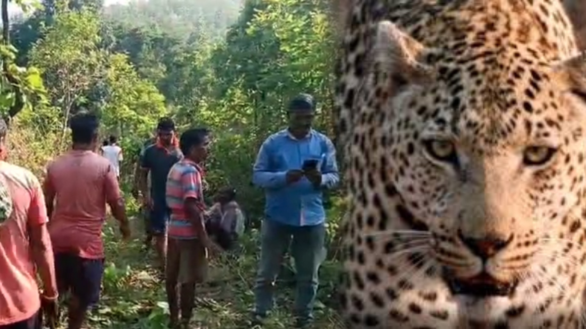 Forensic Report Confirms Leopard Killed 71-Year-Old Man In Karanjia Forest Division