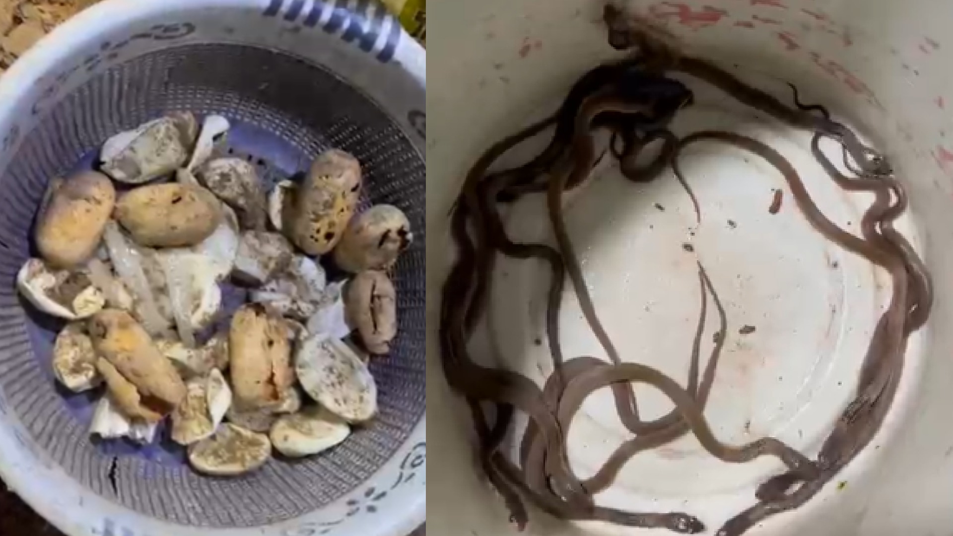 23 Cobra Hatchlings Rescued From Bedroom in Odisha's Jajpur District