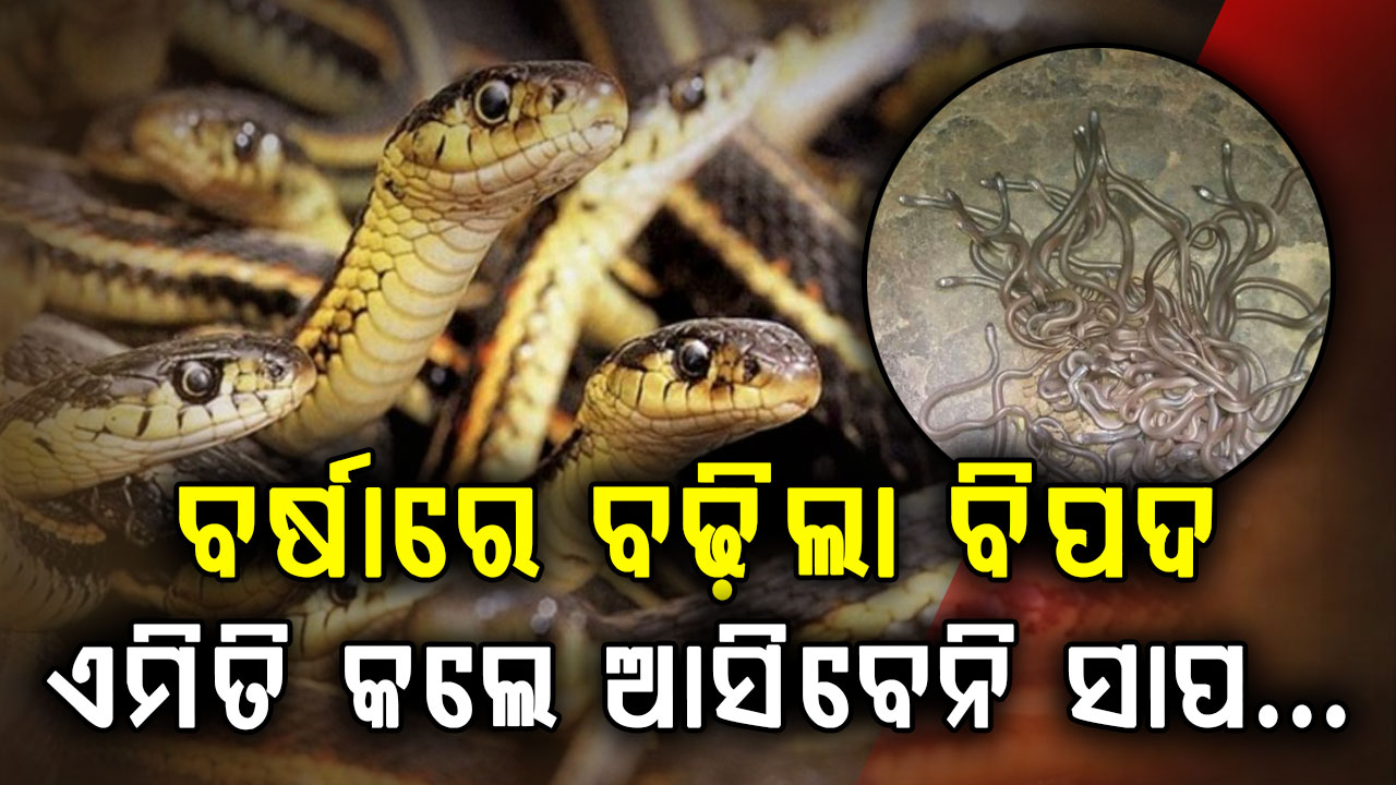 ଘରେ ଲୁଚିଛି କି ବିଷଧର ସାପ? ବର୍ଷା ଦିନେ ବଢ଼ିଲା ବିପଦ, ଜାଣନ୍ତୁ କେମିତି ରହିବେ ସତର୍କ