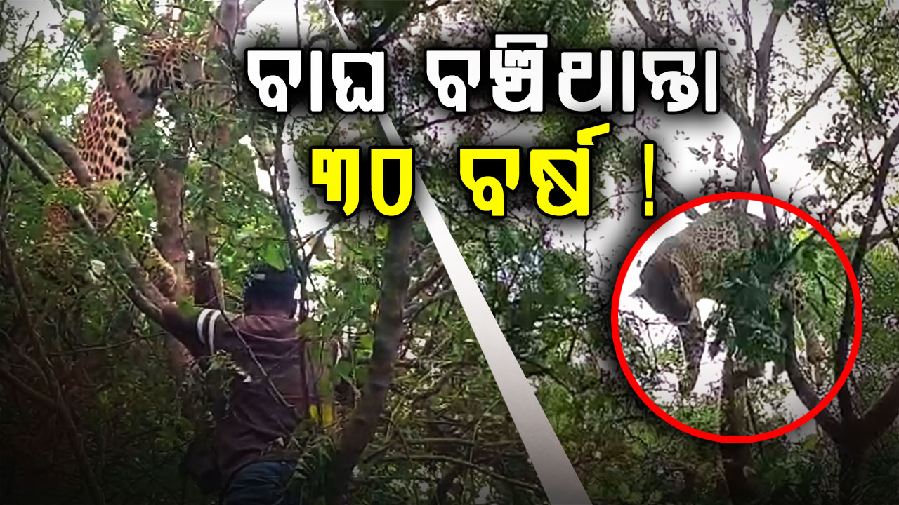 ମାତ୍ର ଅଢେଇ ବର୍ଷରେ ଫାସରେ ପଡ଼ି ବାଘର ଗଲା ଜୀବନ